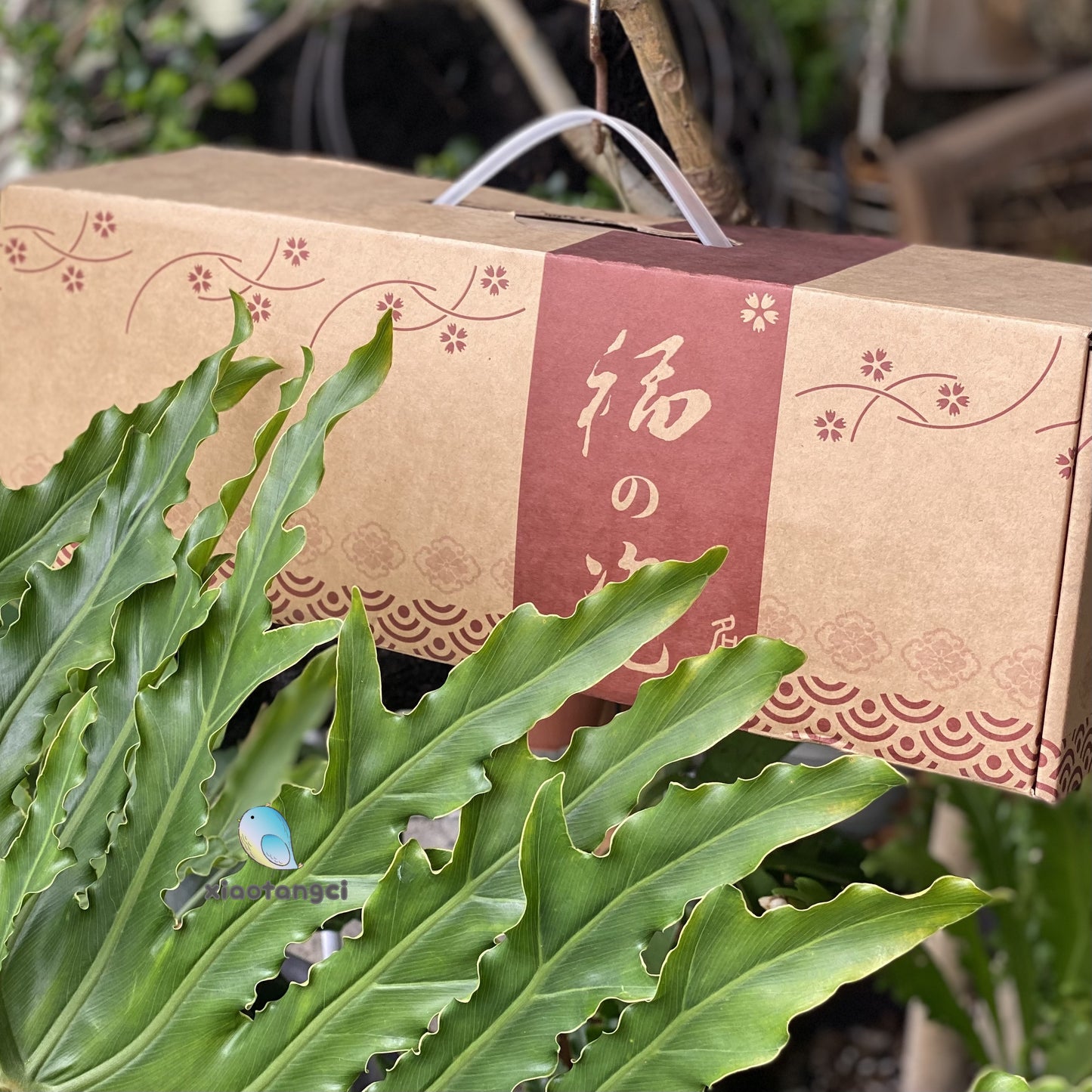 小糖瓷｜日本製 [特價] 菊割十草飯碗禮盒（六入）